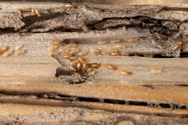 Best Pest Prevention Services  in Grand Rapids, MI